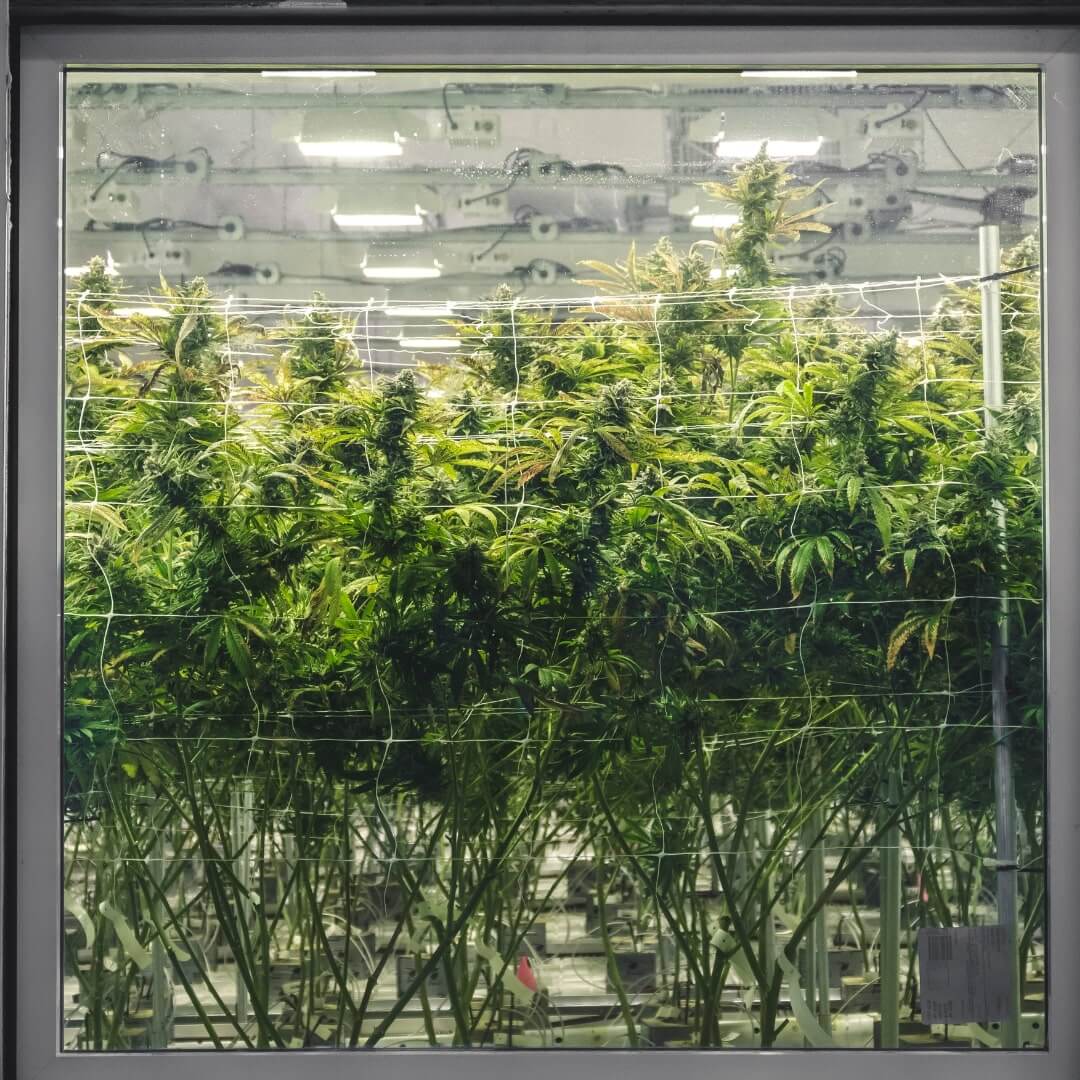 marijuana-grow-facility
